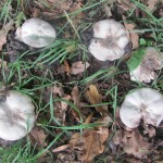 Yellow Stainer