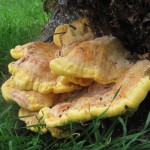 Chicken-of-the-Woods