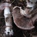 Scaly Wood Mushroom