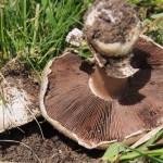 Pavement Mushroom