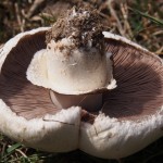 Cultivated Mushroom