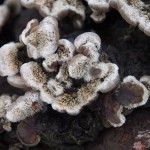 Tripe Fungus