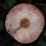 Lilac Mushroom