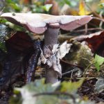 Lilac Mushroom
